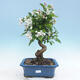 Outdoor bonsai - Malus halliana - Small-fruited apple tree - 1/5
