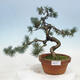 Outdoor bonsai - Pinus parviflora - Small pine tree - 1/4
