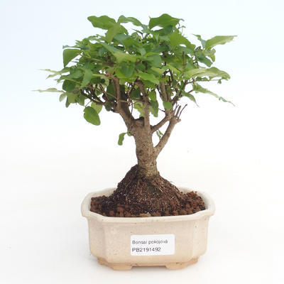 Indoor bonsai -Ligustrum chinensis - Privet PB2191492 - 1