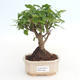 Indoor bonsai -Ligustrum chinensis - Privet PB2191492 - 1/3