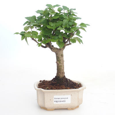 Indoor bonsai -Ligustrum chinensis - Privet PB2191493 - 1
