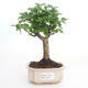 Indoor bonsai -Ligustrum chinensis - Privet PB2191493 - 1/3