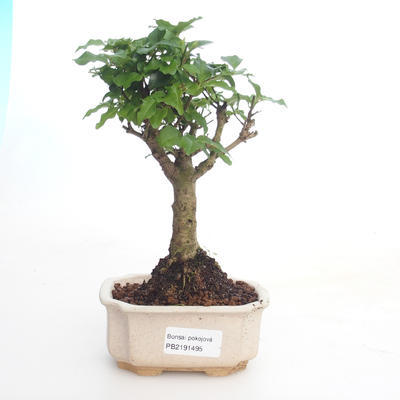 Indoor bonsai -Ligustrum chinensis - Privet PB2191495 - 1