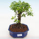 Indoor bonsai - Duranta erecta Aurea - 1/3