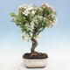 Outdoor bonsai - Malus halliana - Small-fruited apple tree - 1/4