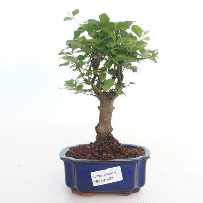 Indoor bonsai -Ligustrum chinensis - Privet PB2191497 - 1