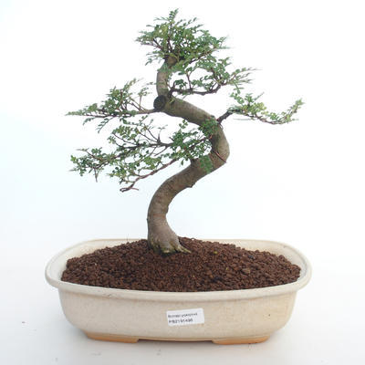 Indoor bonsai - Zantoxylum piperitum - Pepper tree PB2191498 - 1