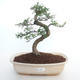 Indoor bonsai - Zantoxylum piperitum - Pepper tree PB2191498 - 1/4