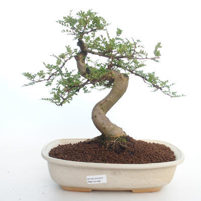 Indoor bonsai - Zantoxylum piperitum - Pepper tree PB2191499 - 1