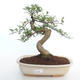 Indoor bonsai - Zantoxylum piperitum - Pepper tree PB2191499 - 1/4