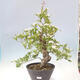 Outdoor bonsai - Hawthorn - Crataegus cuneata - 1/6