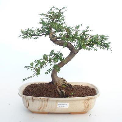 Indoor bonsai - Zantoxylum piperitum - Pepper tree PB2191500 - 1