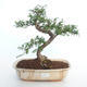 Indoor bonsai - Zantoxylum piperitum - Pepper tree PB2191500 - 1/4