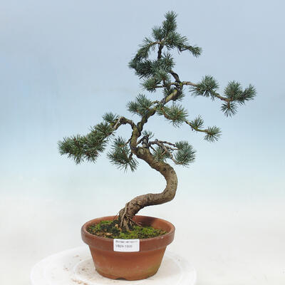 Outdoor bonsai - Pinus parviflora - Small pine tree - 1