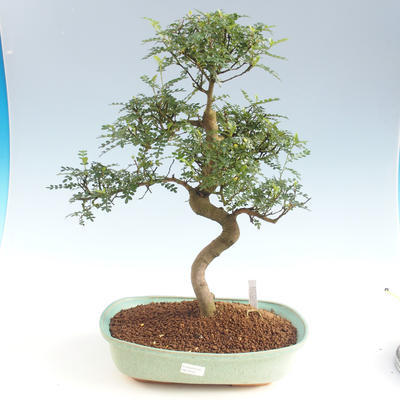 Indoor bonsai - Zantoxylum piperitum - Pepper tree PB2191501 - 1