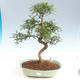 Indoor bonsai - Zantoxylum piperitum - Pepper tree PB2191501 - 1/4