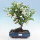 Outdoor bonsai - Malus halliana - Small-fruited apple tree - 1/4