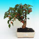 Outdoor bonsai -Malus Halliana fruited apple - 1/4