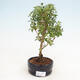 Indoor bonsai - Serissa foetida Variegata - Tree of a Thousand Stars - 1/2