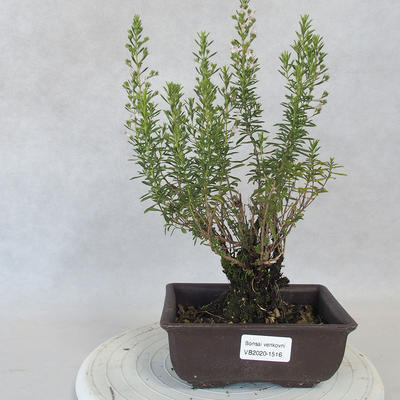Outdoor bonsai - Satureja mountain - Satureja montana - 1