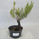 Outdoor bonsai - Satureja mountain - Satureja montana - 1/6