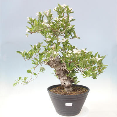 Outdoor bonsai - Hawthorn - Crataegus cuneata - 1