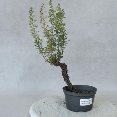 Outdoor bonsai - Satureja mountain - Satureja montana - 1