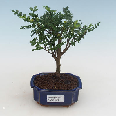 Indoor bonsai - Zantoxylum piperitum - pepper tree PB2191524 - 1