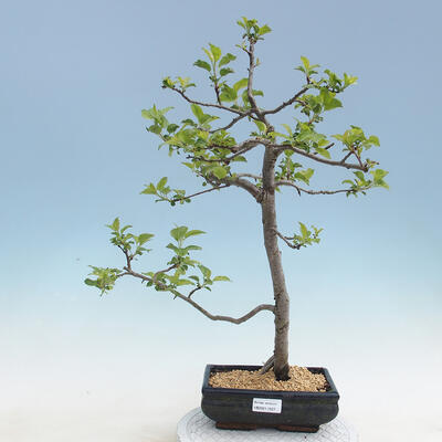 Outdoor bonsai - Malus sp. - Small-fruited apple tree - 1