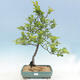 Outdoor bonsai - Malus sp. - Small-fruited apple tree - 1/7