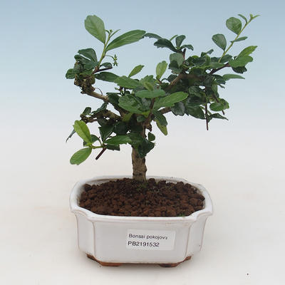 Indoor bonsai - Carmona macrophylla - Tea fuki PB2191532 - 1