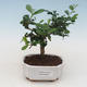 Indoor bonsai - Carmona macrophylla - Tea fuki PB2191532 - 1/5