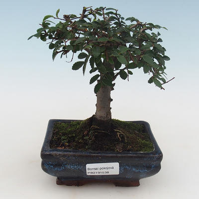 Indoor bonsai - Ulmus Parvifolia-Small leaf elm PB2191538