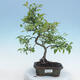 Outdoor bonsai - Malus sp. - Small-fruited apple tree - 1/7