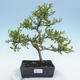 Outdoor bonsai - Malus sp. - Small-fruited apple tree - 1/6