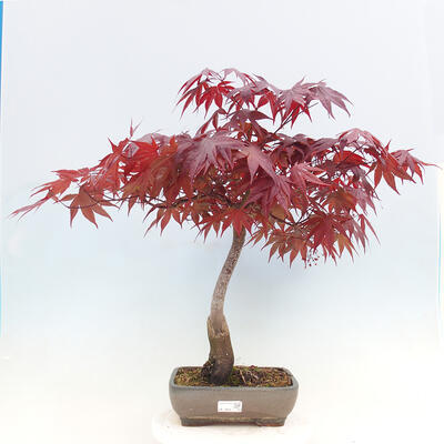 Outdoor bonsai - Acer palmatum Atropurpureum - Red palm maple - 1