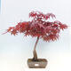 Outdoor bonsai - Acer palmatum Atropurpureum - Red palm maple - 1/7