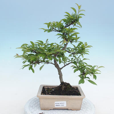 Outdoor bonsai - Malus sp. - Small-fruited apple tree - 1