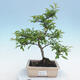 Outdoor bonsai - Malus sp. - Small-fruited apple tree - 1/6