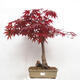 Outdoor bonsai - Acer palmatum Atropurpureum - Red palm maple - 1/7