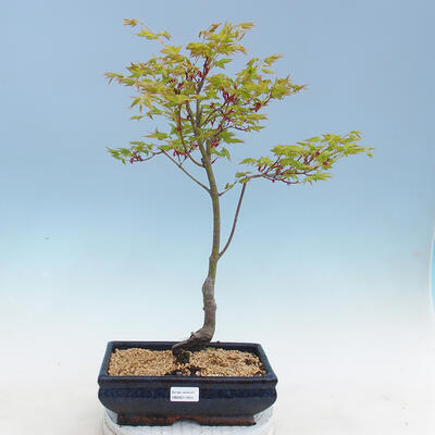 Acer palmatum Aureum - Maple dlanitolistý gold - 1