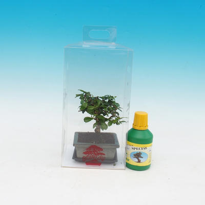 Room bonsai in a gift box, Carmona macrophylla - tea fuki
