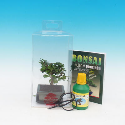 Room bonsai in a gift box, Carmona microphylla - Tea fuki