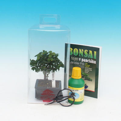Room bonsai in a gift box, Sagaretie thea - Sagaretie tea