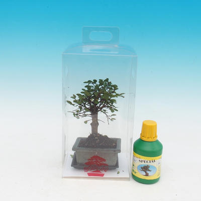 Room bonsai in a gift box, Parvifloria Ulmus - Elm Chinese