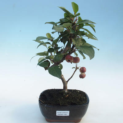 Outdoor bonsai - Malus halliana - Small-fruited apple tree - 1