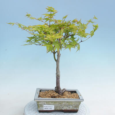 Acer palmatum Aureum - Maple dlanitolistý gold - 1