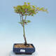 Acer palmatum Aureum - Maple dlanitolistý gold - 1/2