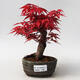 Outdoor bonsai - Maple palmatum DESHOJO - Japanese Maple - 1/5