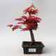 Outdoor bonsai - Maple palmatum DESHOJO - Japanese Maple - 1/5